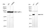 PDI Antibody in Western Blot (WB)