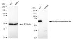 PREPL Antibody in Western Blot (WB)