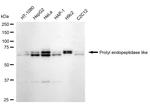 PREPL Antibody in Western Blot (WB)
