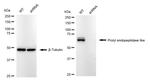 PREPL Antibody in Western Blot (WB)
