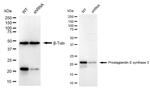 p23 Antibody in Western Blot (WB)