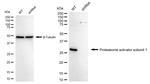 PSME1 Antibody in Western Blot (WB)