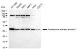 PSME1 Antibody in Western Blot (WB)