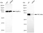 PKC delta Antibody in Western Blot (WB)