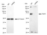 PSIP1 Antibody in Western Blot (WB)