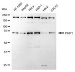PSIP1 Antibody in Western Blot (WB)