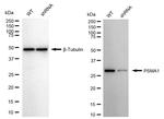 PSMA1 Antibody in Western Blot (WB)