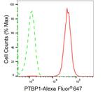 PTBP1 Antibody in Flow Cytometry (Flow)