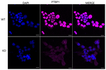 PTBP1 Antibody in Immunocytochemistry (ICC/IF)