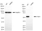 PTBP1 Antibody in Western Blot (WB)