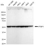 PTBP1 Antibody in Western Blot (WB)