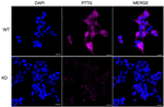 Securin Antibody in Immunocytochemistry (ICC/IF)