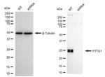 Securin Antibody in Western Blot (WB)