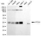 Securin Antibody in Western Blot (WB)