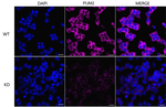 PUM2 Antibody in Immunocytochemistry (ICC/IF)