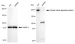 PUM2 Antibody in Western Blot (WB)