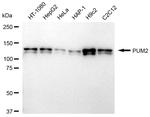 PUM2 Antibody in Western Blot (WB)