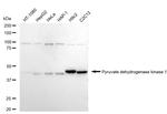 PDK1 Recombinant Rabbit Monoclonal Antibody (24GB1190)