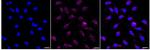 Rab4 Recombinant Rabbit Monoclonal Antibody (24GB825)