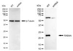 Rab4 Antibody in Western Blot (WB)