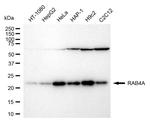 Rab4 Antibody in Western Blot (WB)