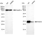RAB5 Antibody in Western Blot (WB)