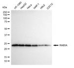 RAB5 Recombinant Rabbit Monoclonal Antibody (24GB4520)