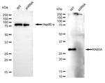 RAB5 Antibody in Western Blot (WB)