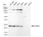 RAB5 Recombinant Rabbit Monoclonal Antibody (24GB4525)