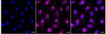 RAB7 Recombinant Rabbit Monoclonal Antibody (24GB895)