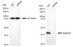 p40 Antibody in Western Blot (WB)