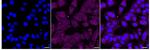 RAD21 Recombinant Rabbit Monoclonal Antibody (24GB1390)