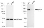 RAD21 Antibody in Western Blot (WB)