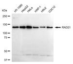 RAD21 Antibody in Western Blot (WB)