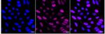 RAD23A Recombinant Rabbit Monoclonal Antibody (24GB1080)