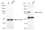 RALBP1 Antibody in Western Blot (WB)