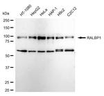 RALBP1 Antibody in Western Blot (WB)