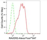 RAVER2 Antibody in Flow Cytometry (Flow)