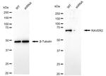 RAVER2 Antibody in Western Blot (WB)