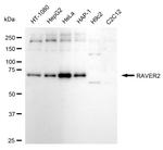 RAVER2 Antibody in Western Blot (WB)