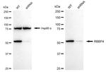 RbAp48 Antibody in Western Blot (WB)