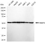 RbAp48 Antibody in Western Blot (WB)