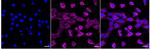 RelB Recombinant Rabbit Monoclonal Antibody (24GB925)