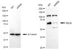 RelB Antibody in Western Blot (WB)
