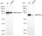 RelB Antibody in Western Blot (WB)