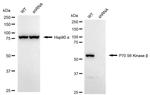 RPS6KB2 Antibody in Western Blot (WB)