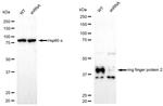 RNF2 Antibody in Western Blot (WB)