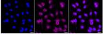 RNF40 Recombinant Rabbit Monoclonal Antibody (24GB1100)