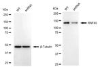 RNF40 Antibody in Western Blot (WB)