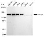 RNF40 Antibody in Western Blot (WB)